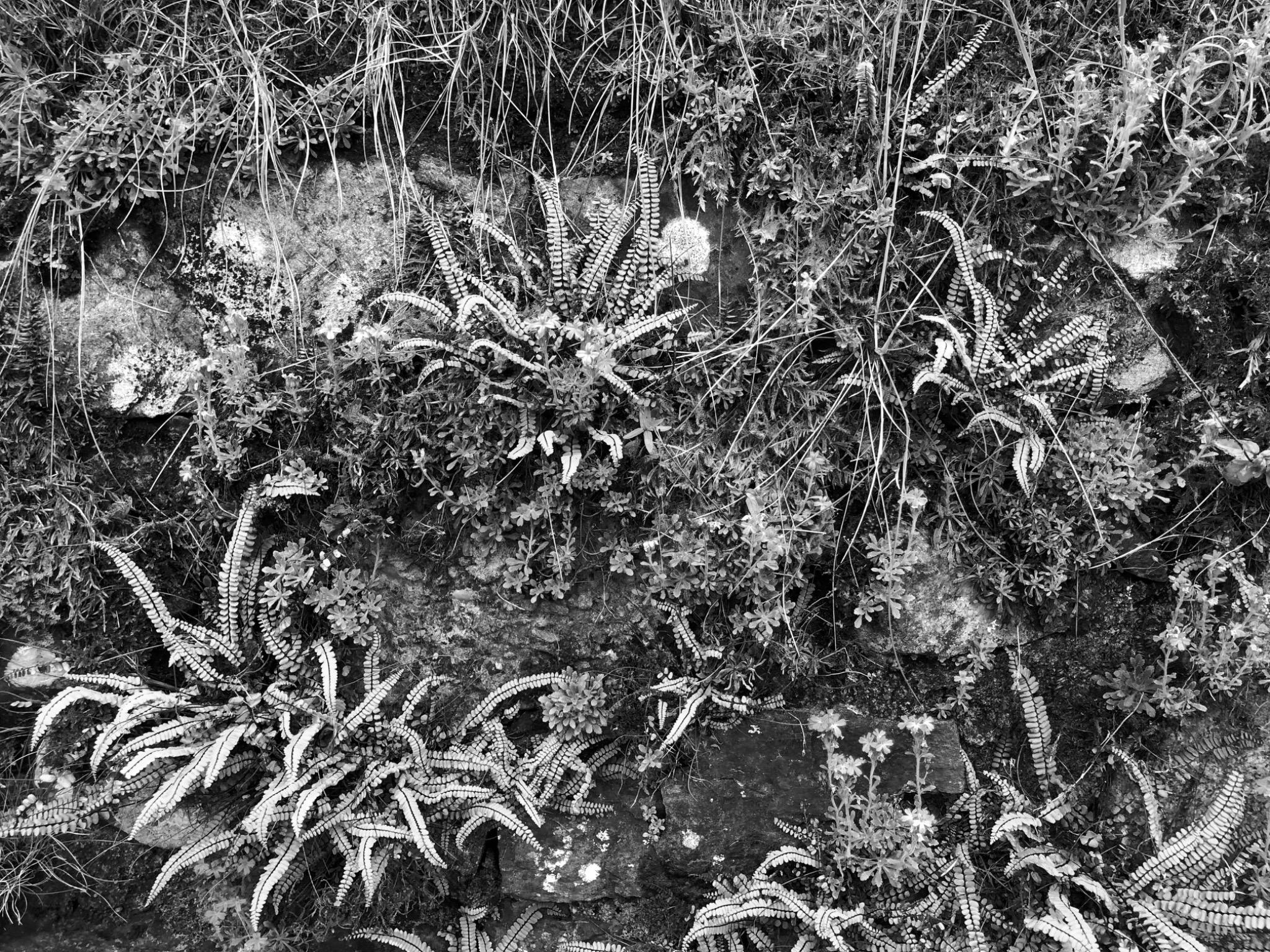 Ferns and stone on Islay